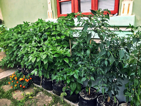 Growmarket.cz – Prodejní kategorie Textilní květináče